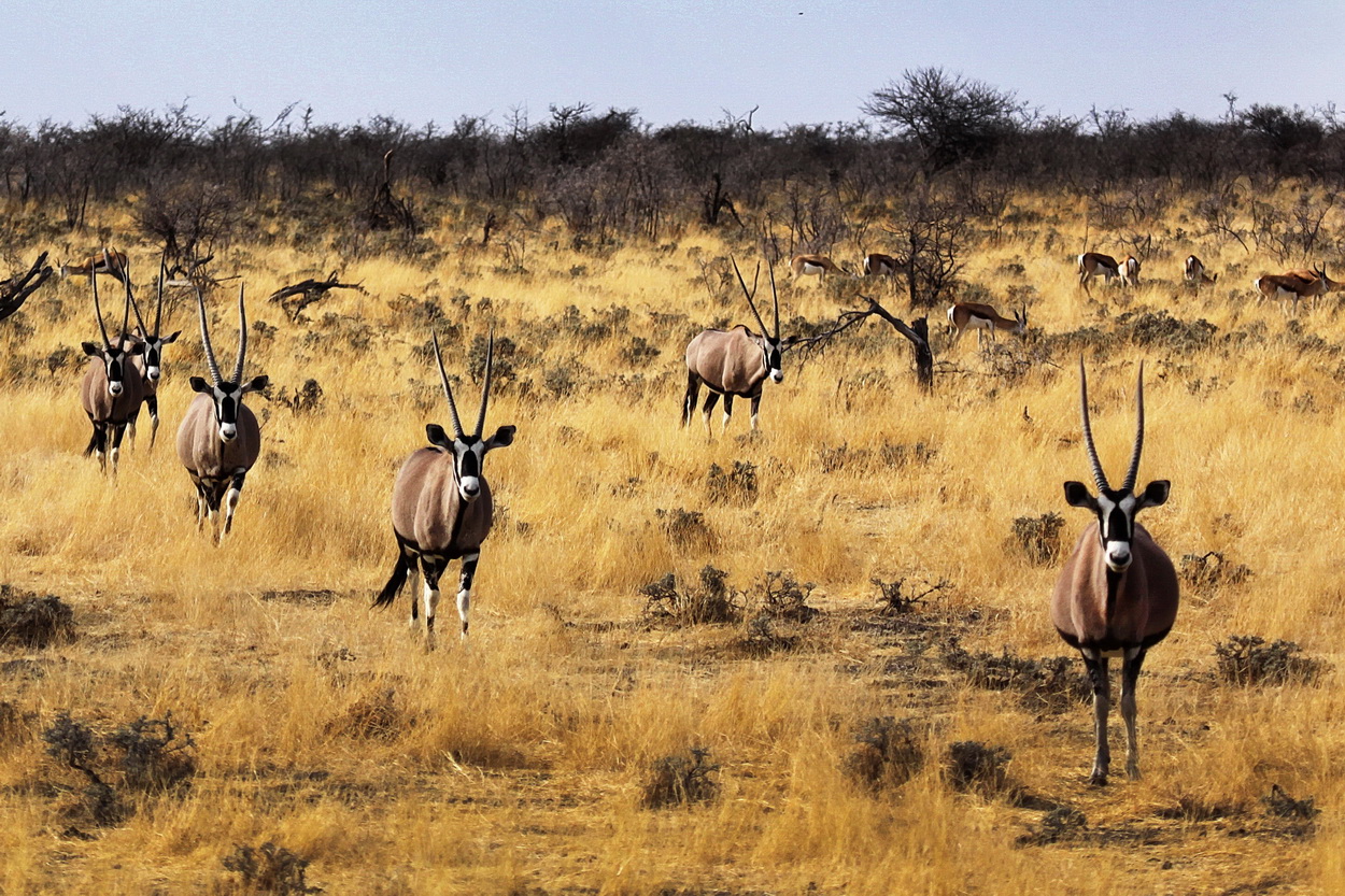 Wildlife
