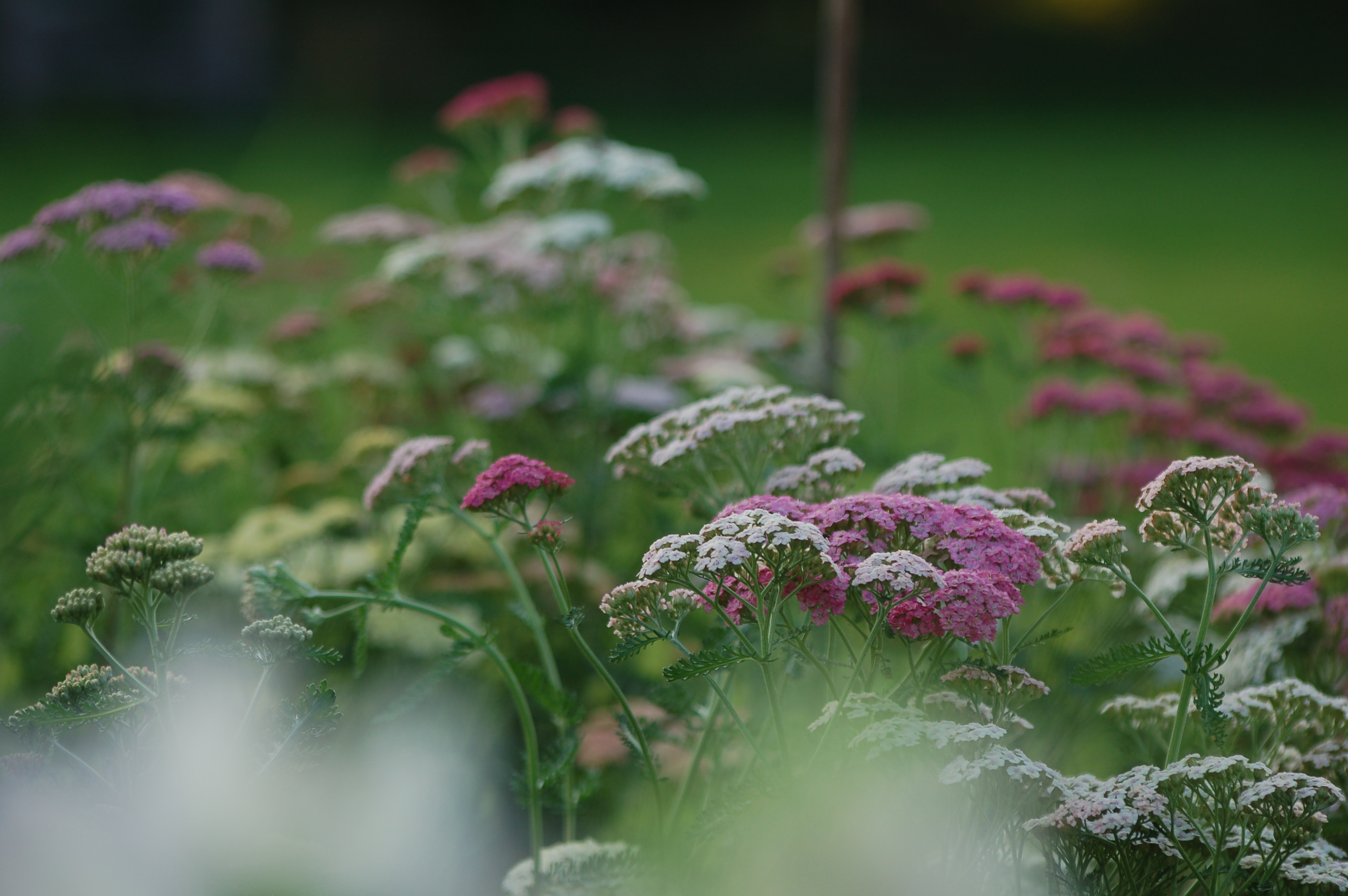 Achillea millefolium 'Summer Pastels' - Duizendblad NIEUW