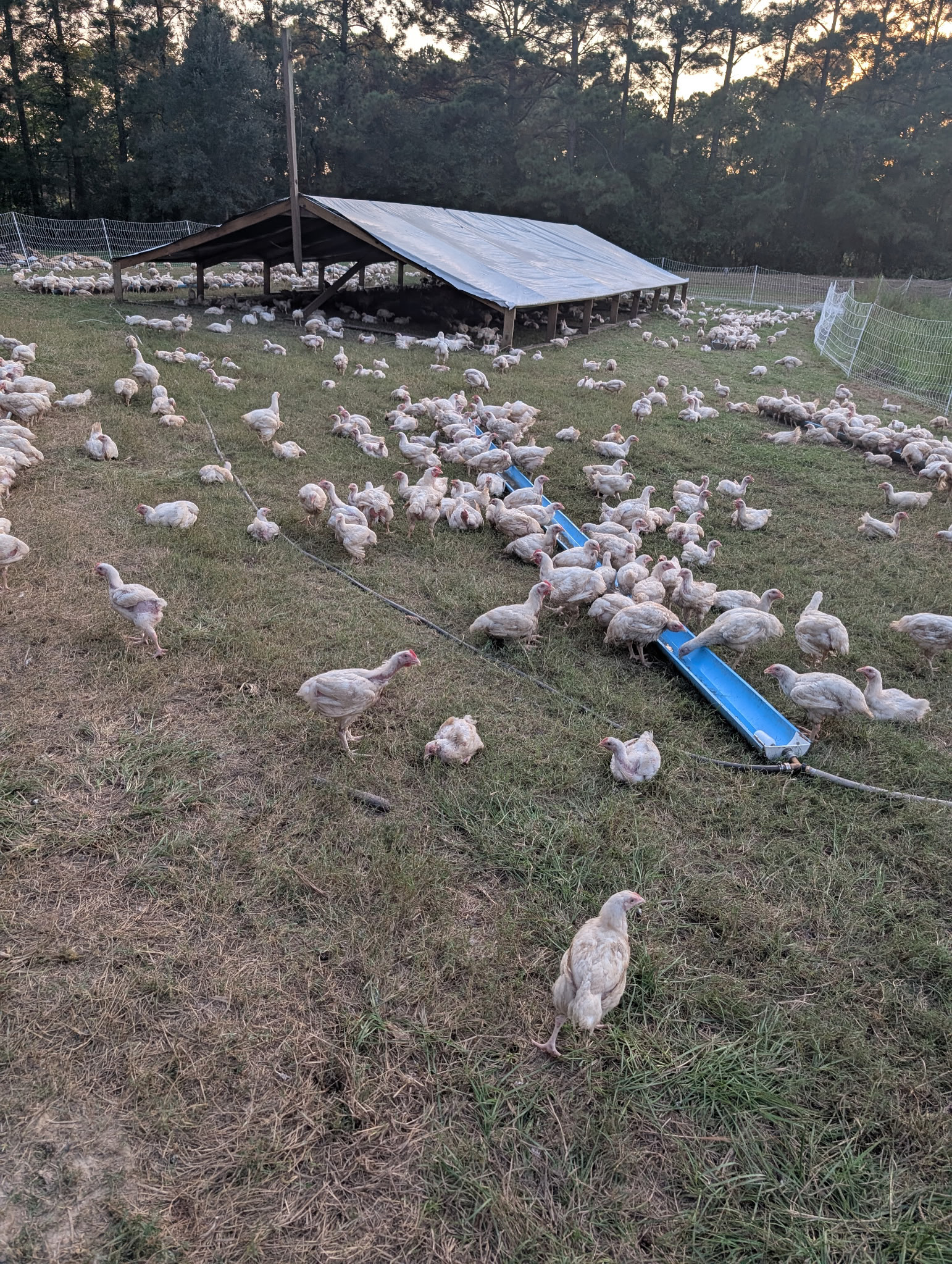 Home [eclecticacresfarm.com]
