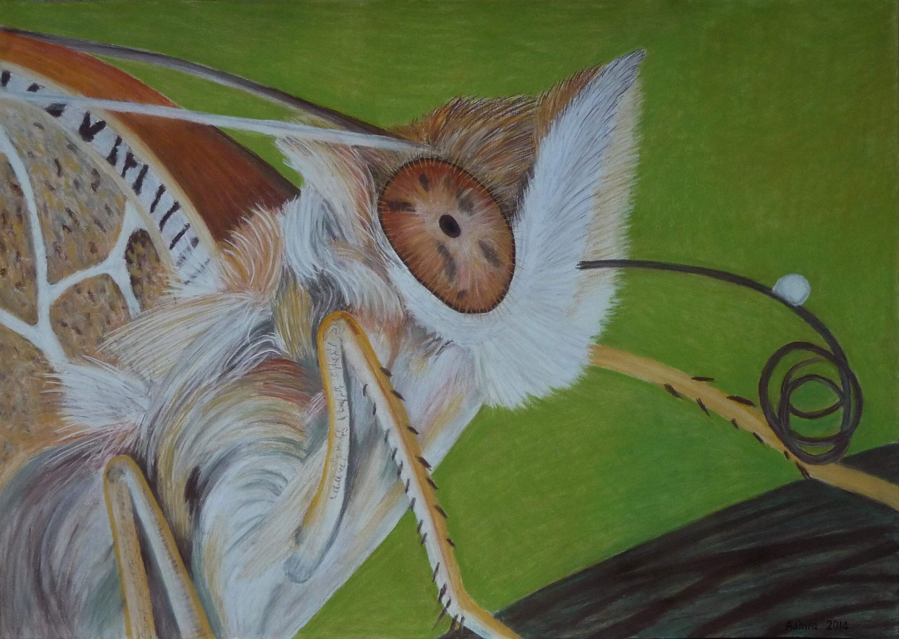 lethe europa / bamboo treebrown  -  may 2014, soft pastel, 50x70 cm