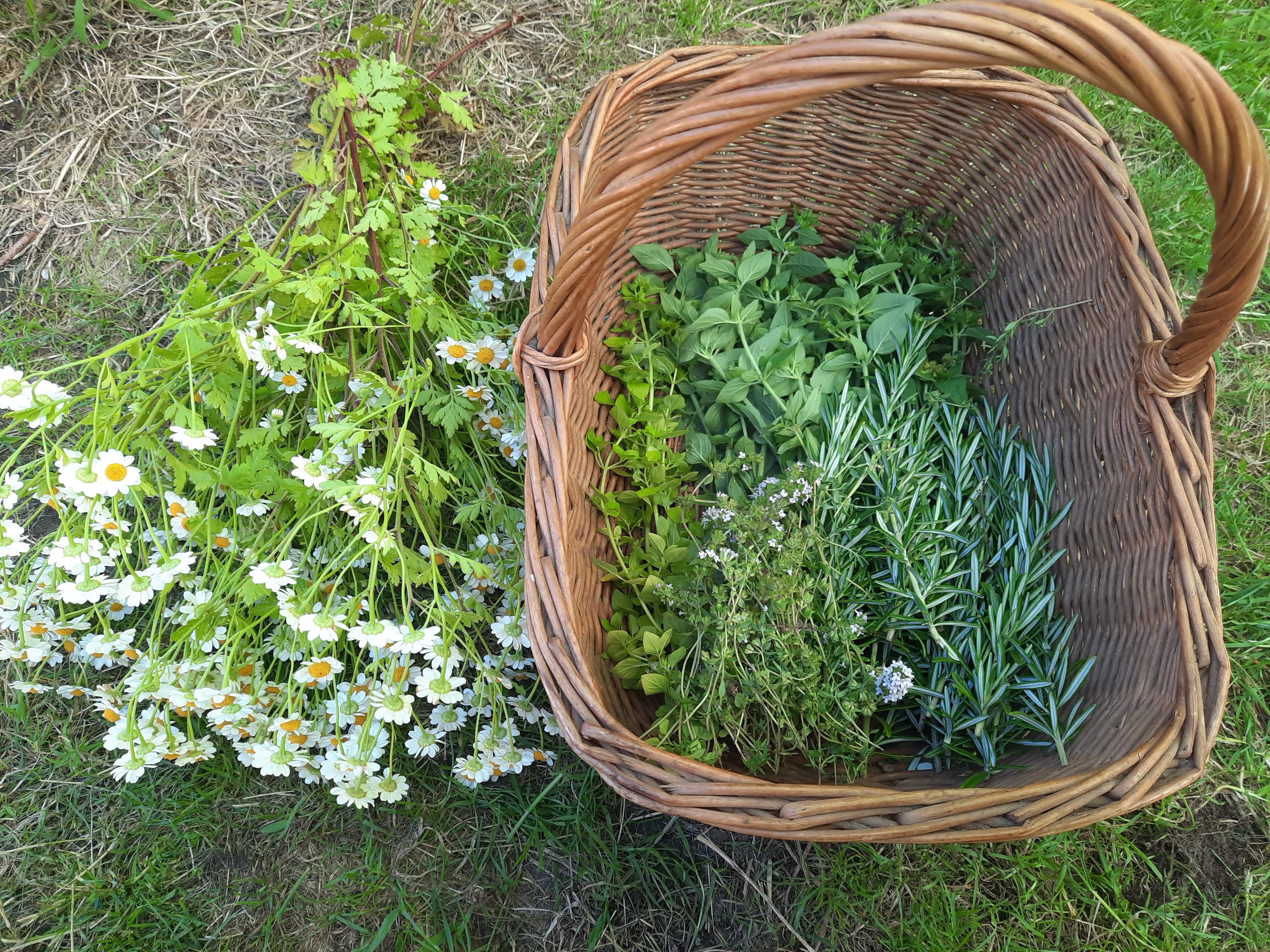 Basket full of Herbs from the garden