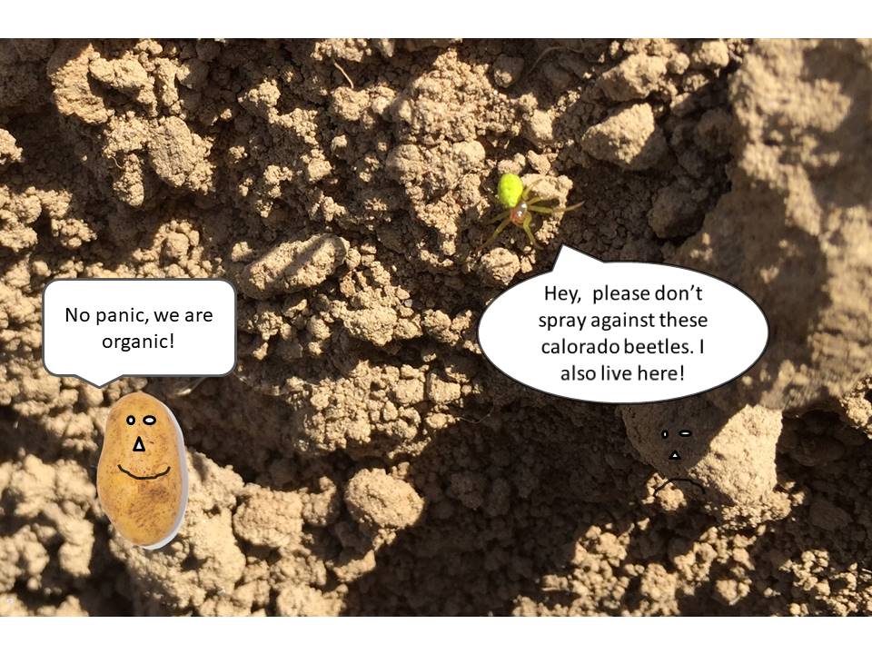 Life in the potato field!