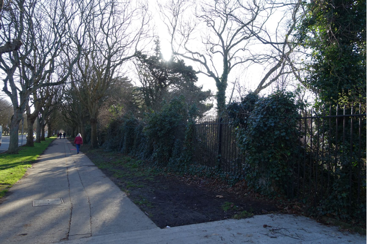 Biodiversity Report on the wooded area at Beresford / Griffith Avenue, Drumcondra, Dublin 9