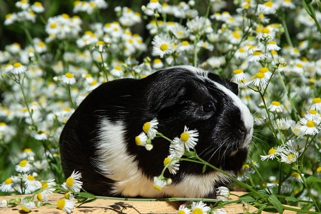 schwarz-weisses Meerschweinchen mit Kamillenblüten