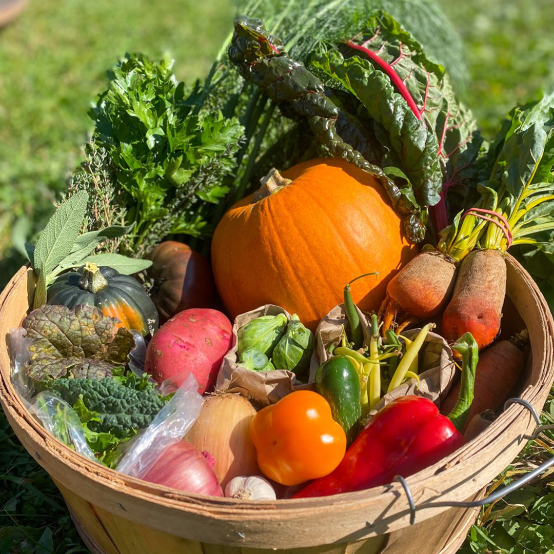 A wood basket filled with a colourful variety of organic vegetables including a pumpkin, potatoes, brussel sprouts and rainbow chard.