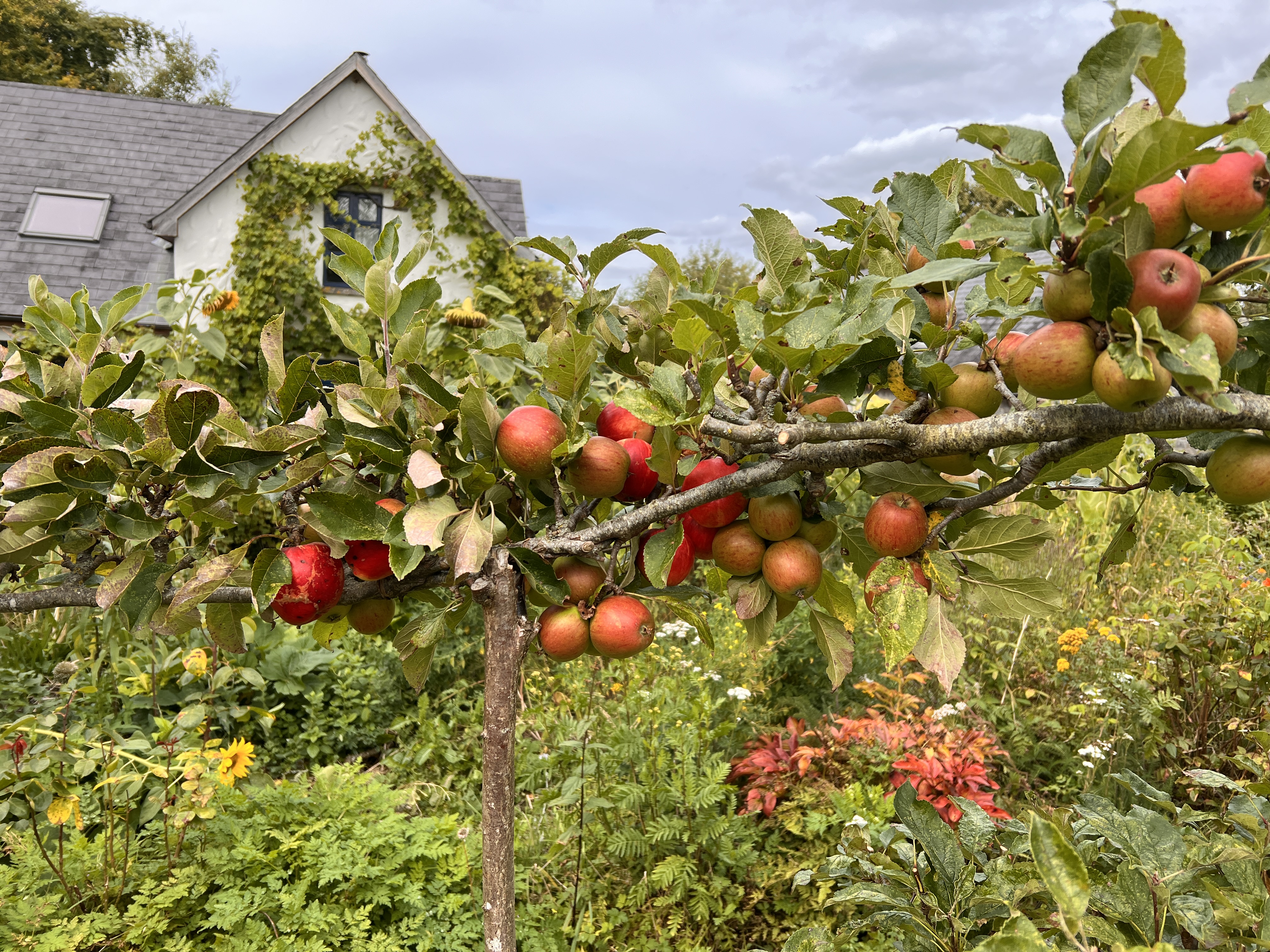 Propping apple tree branches