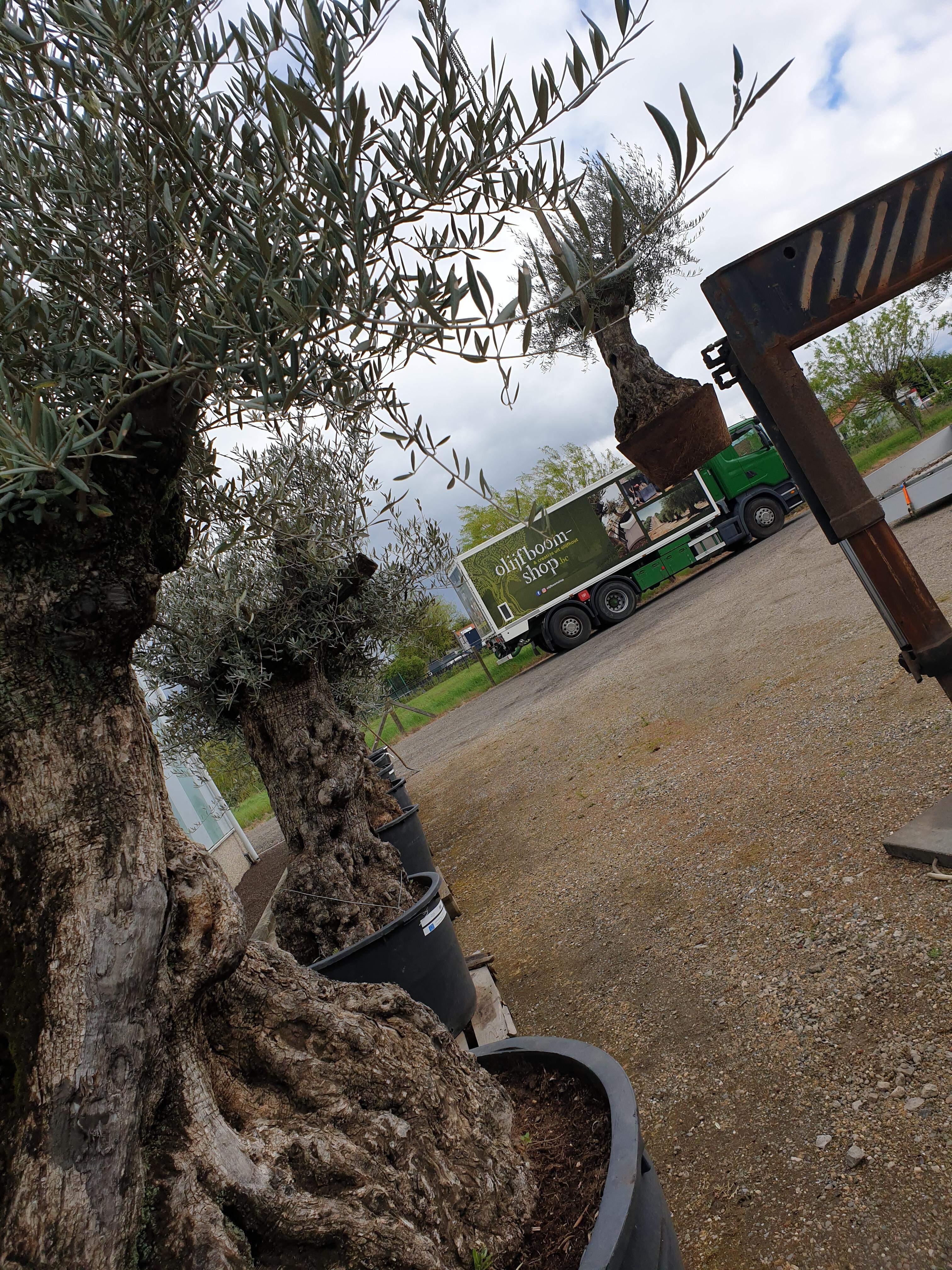 Winterharde olijfboom