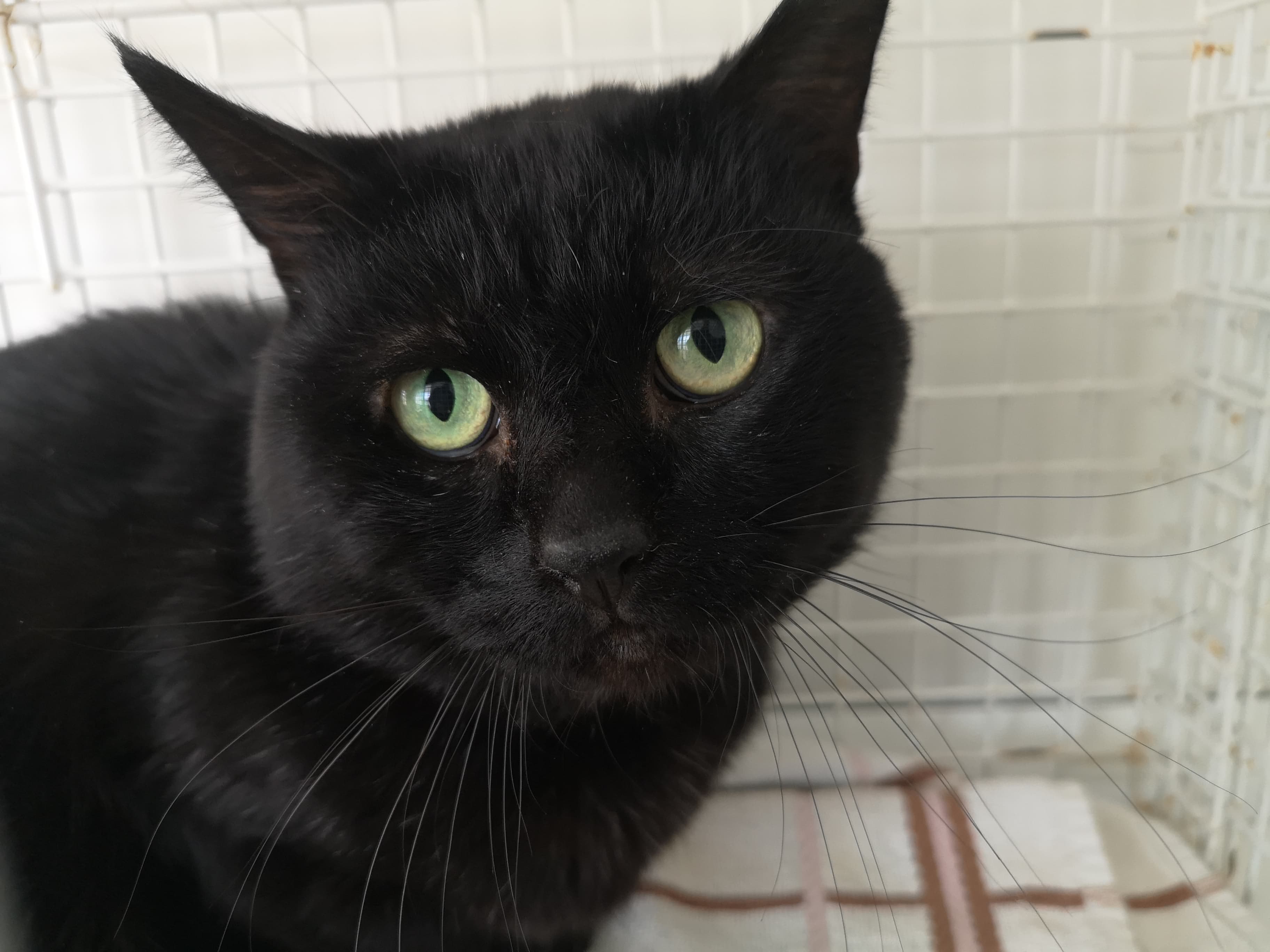 RSPCA Worcester Cats Animal Welfare Animal Cruelty Animal Charity