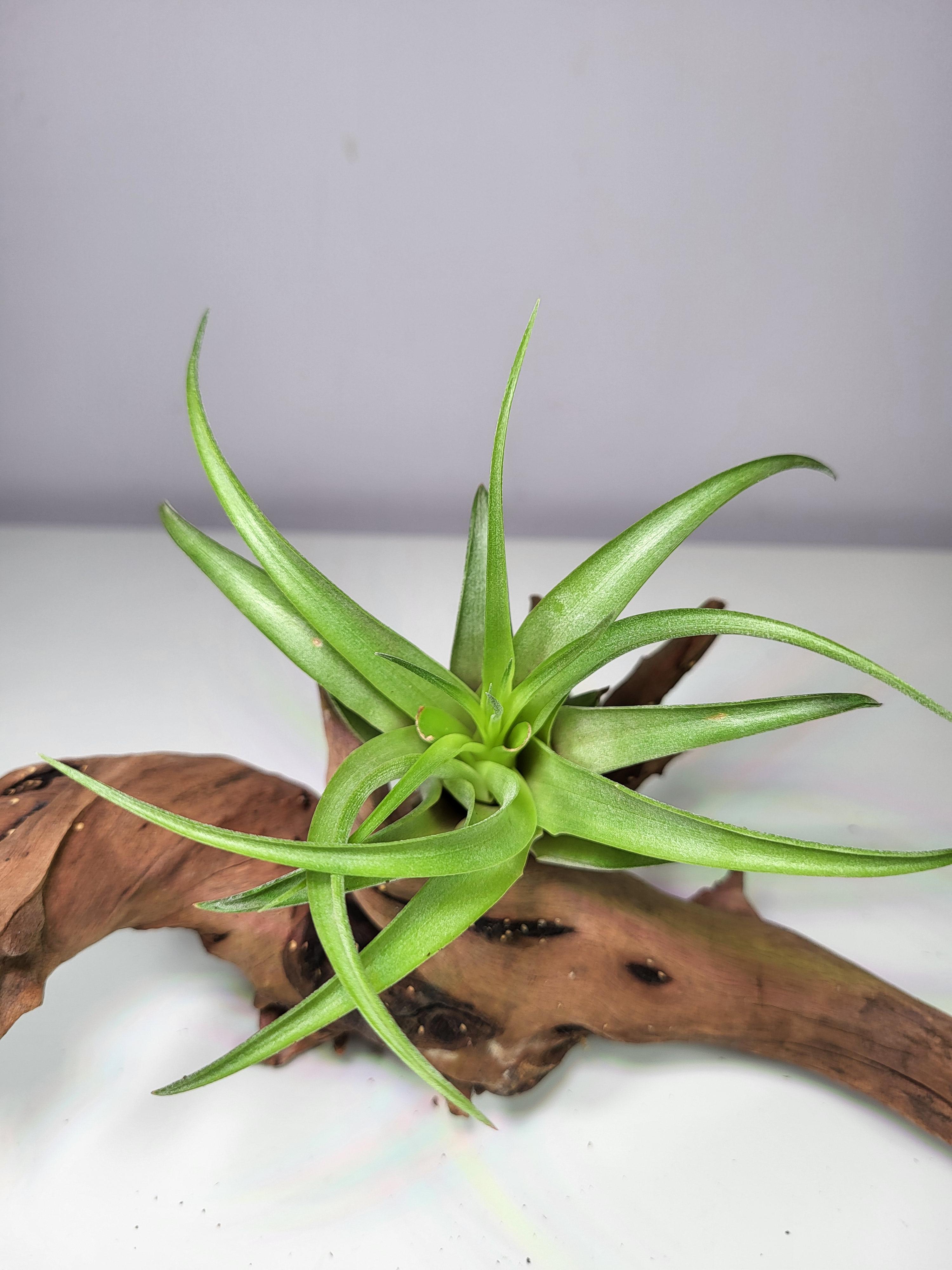 Tillandisia brachycaulos v.abdita