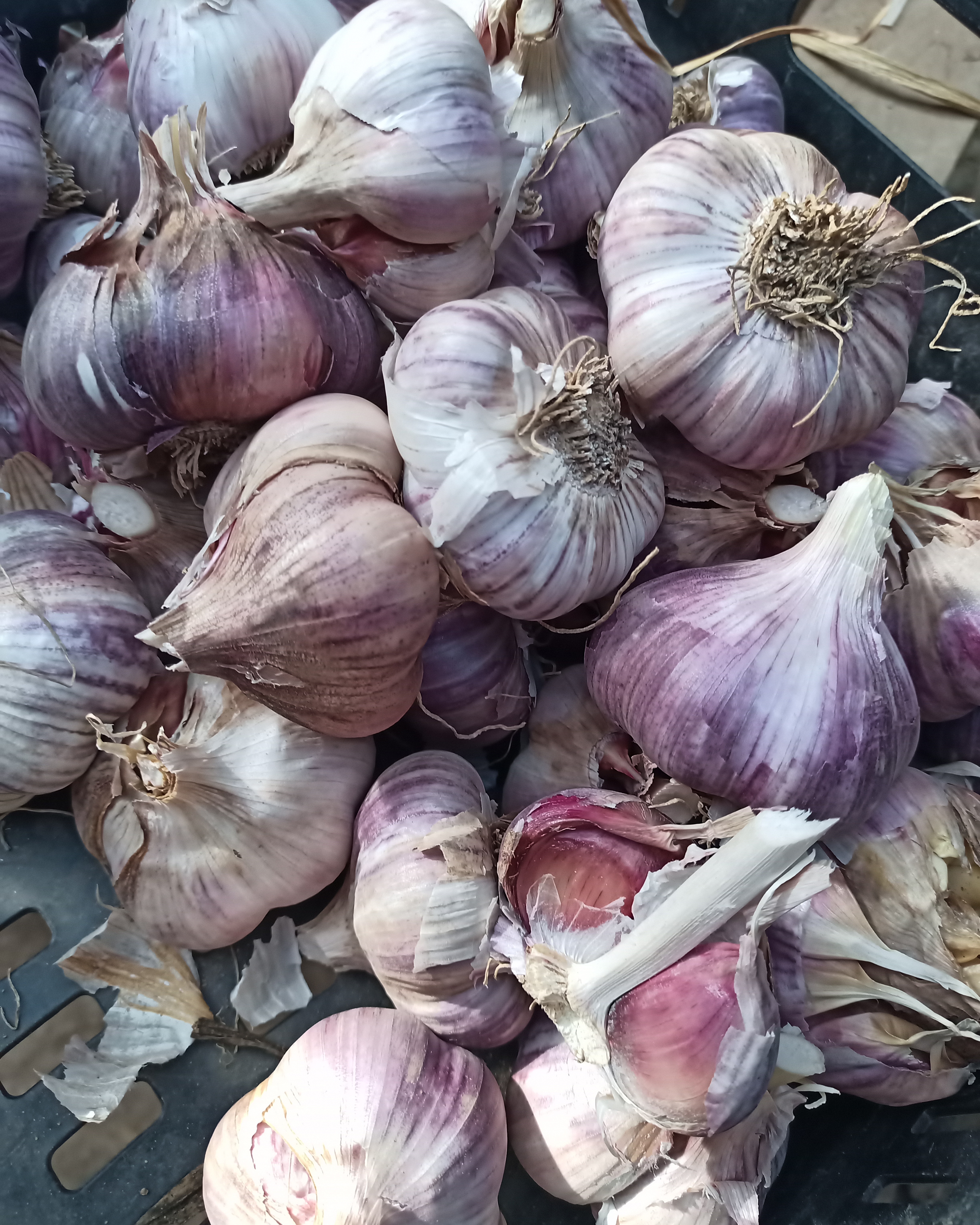 Red Czech garlic ! Limited amount, big cloves, very strong Irish grown garlic