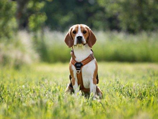 Een Beagle puppy met een y-tuig.