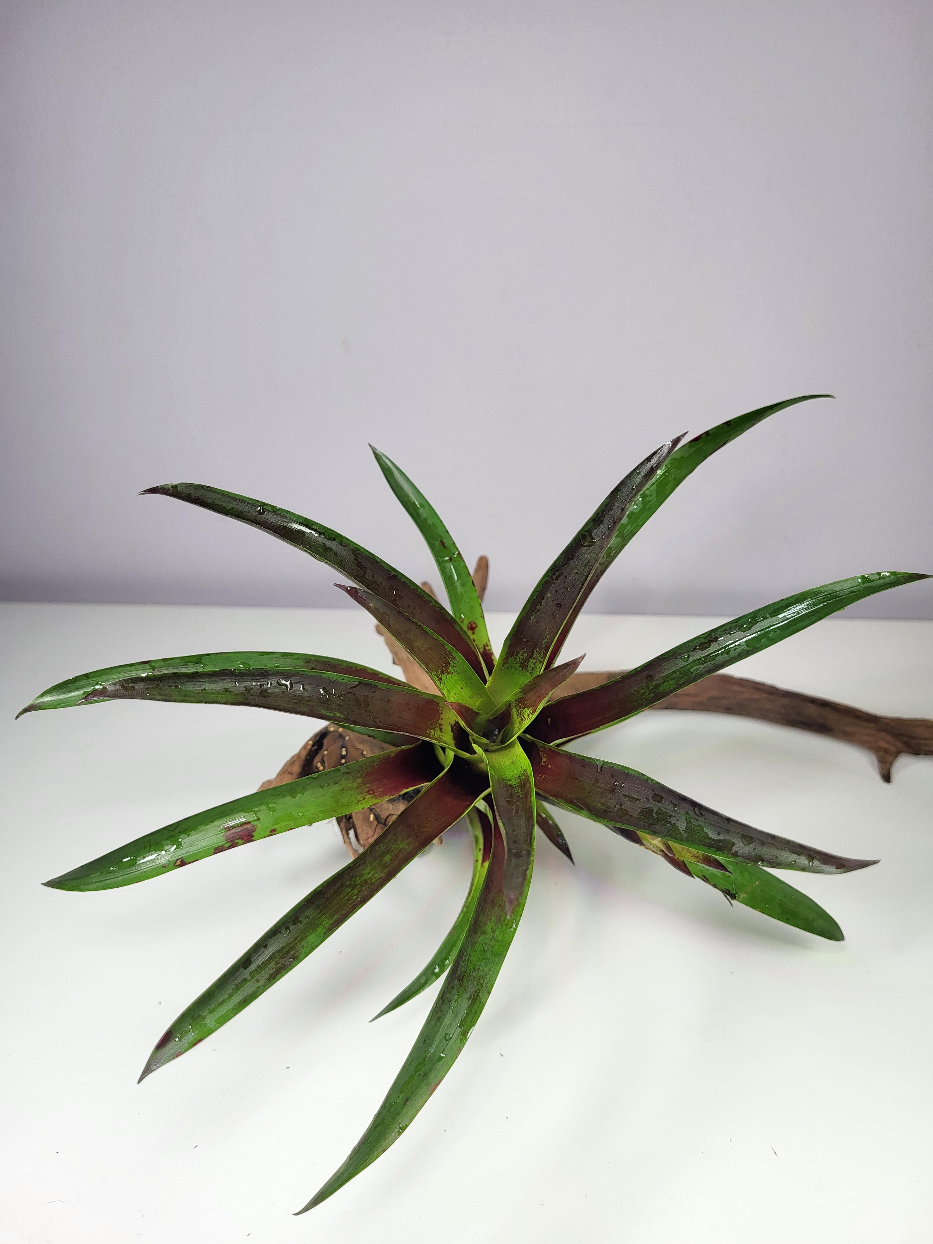 Vriesea lubbersii