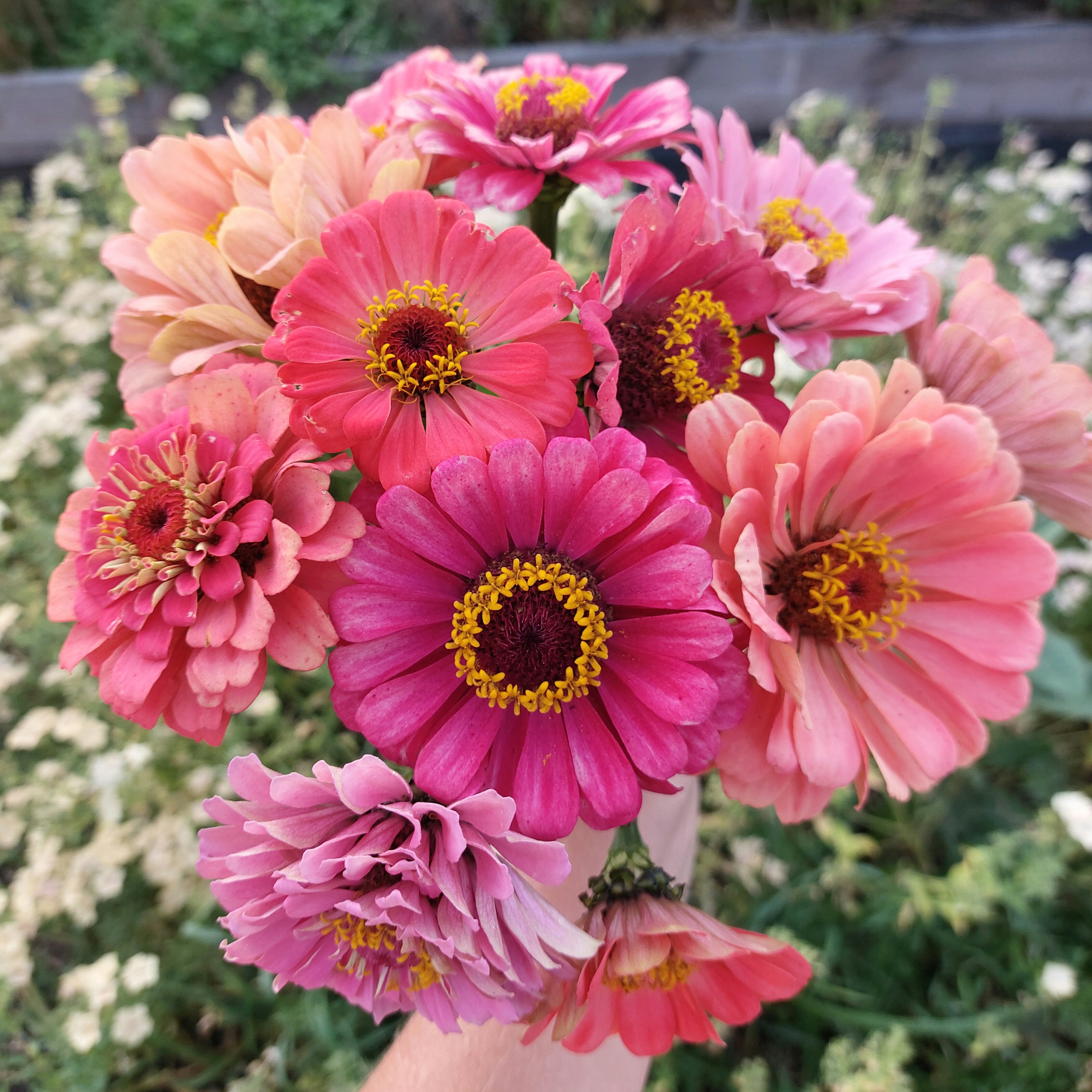 Zinnia elegans cutflower mix - Zinnia