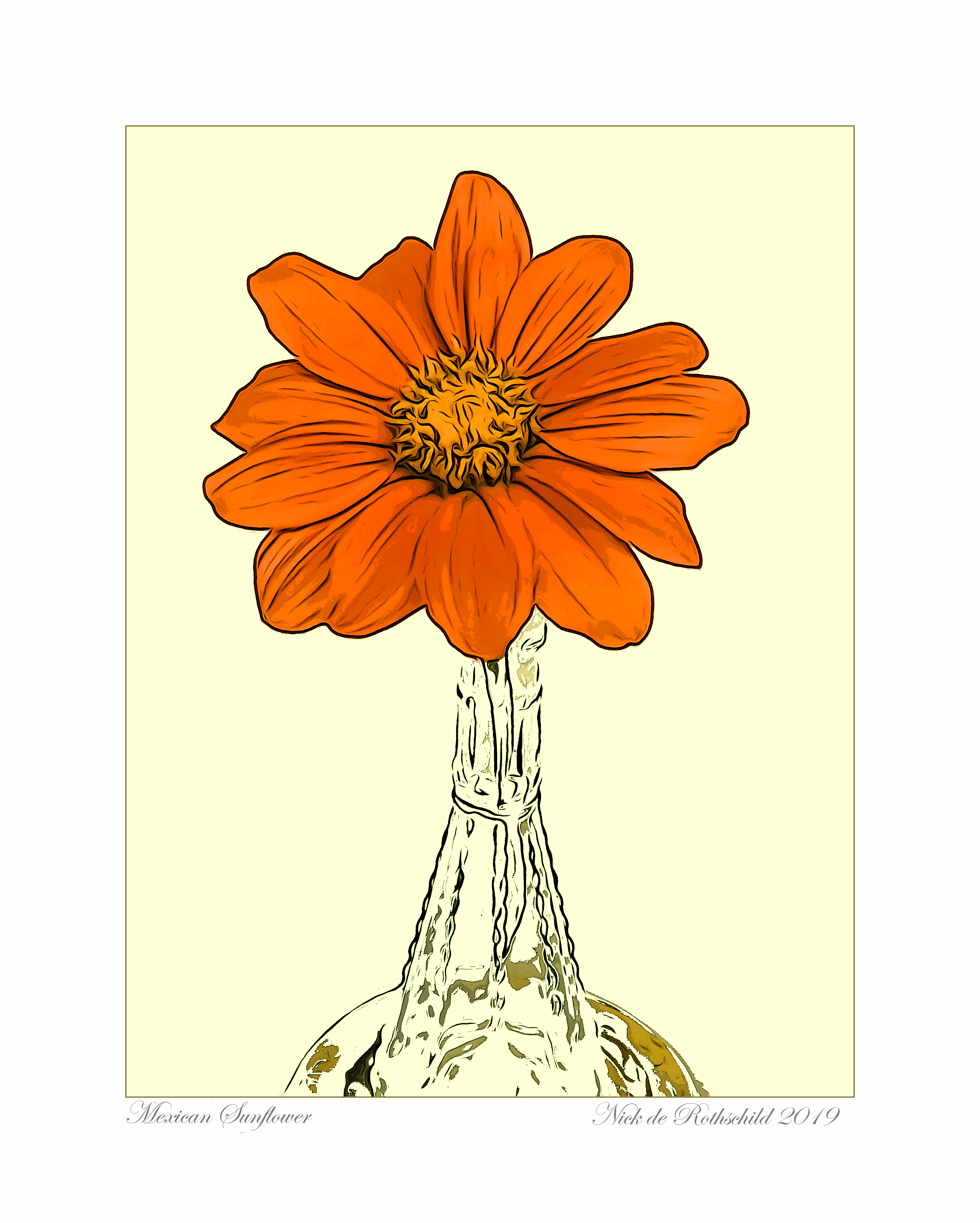 Mexican Sunflower