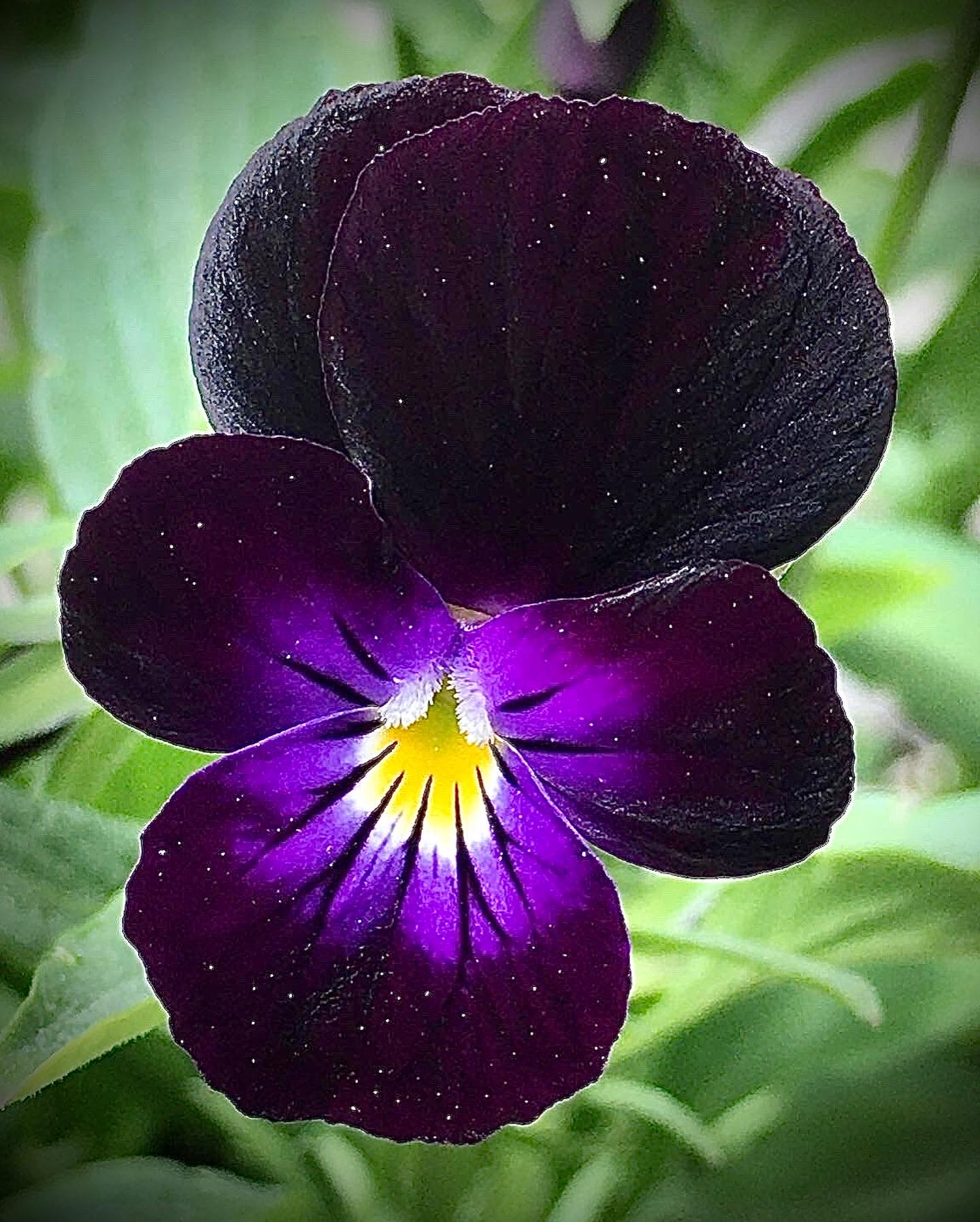 Viola ‘Bowles Black’ Seeds