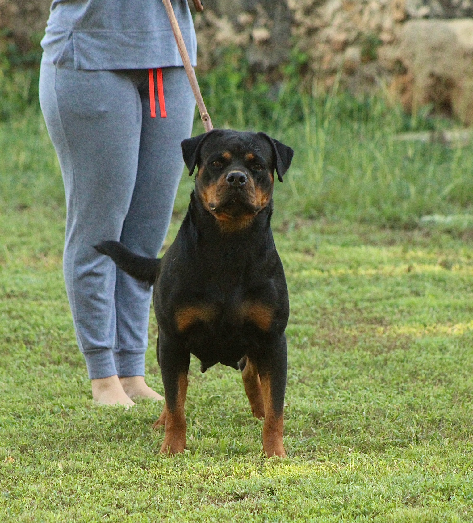 Genesis Rottweilers Rosado Rottweilers