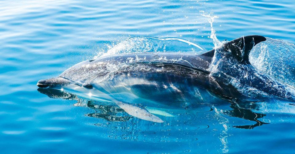 Verken de Pracht van de Zeeën: Dolfijnen en Walvissen in de Straat van Gibraltar