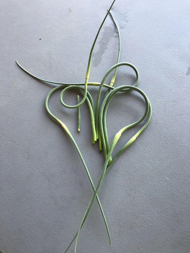 Whatever is a garlic scape?