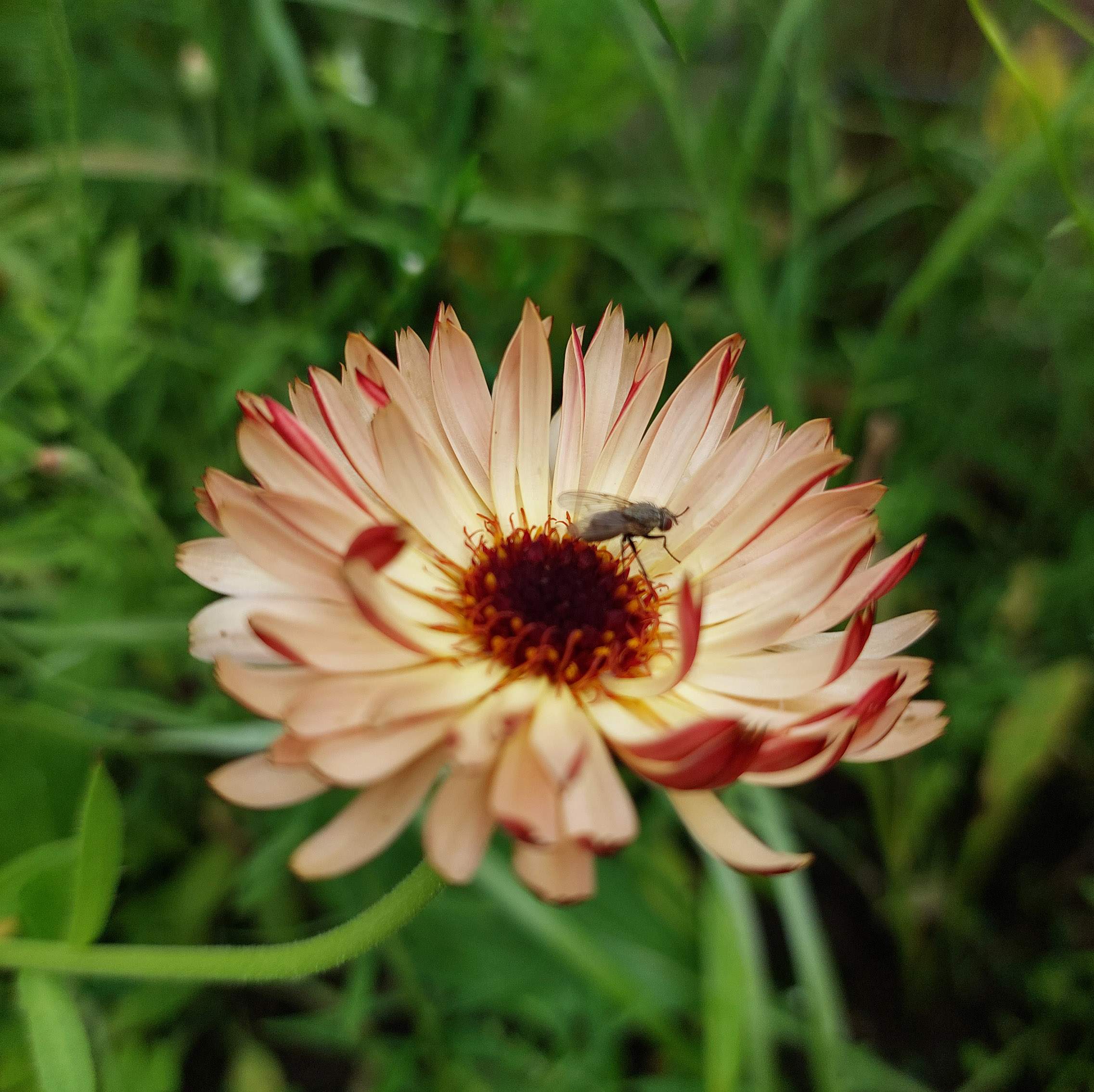 Calendula officinalis 'Touch of Red' mix - goudsbloem