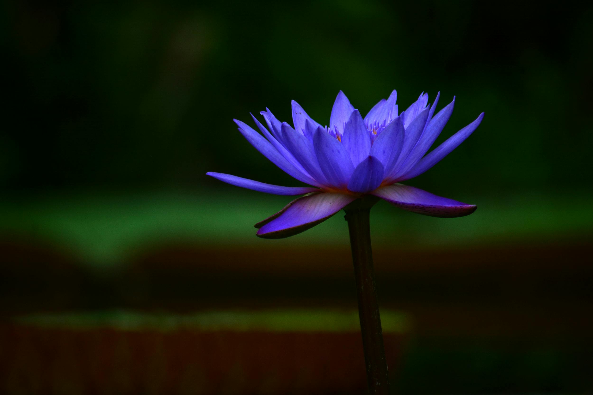Blauwe Lotus ceremonie bij Meefs in Doetinchem