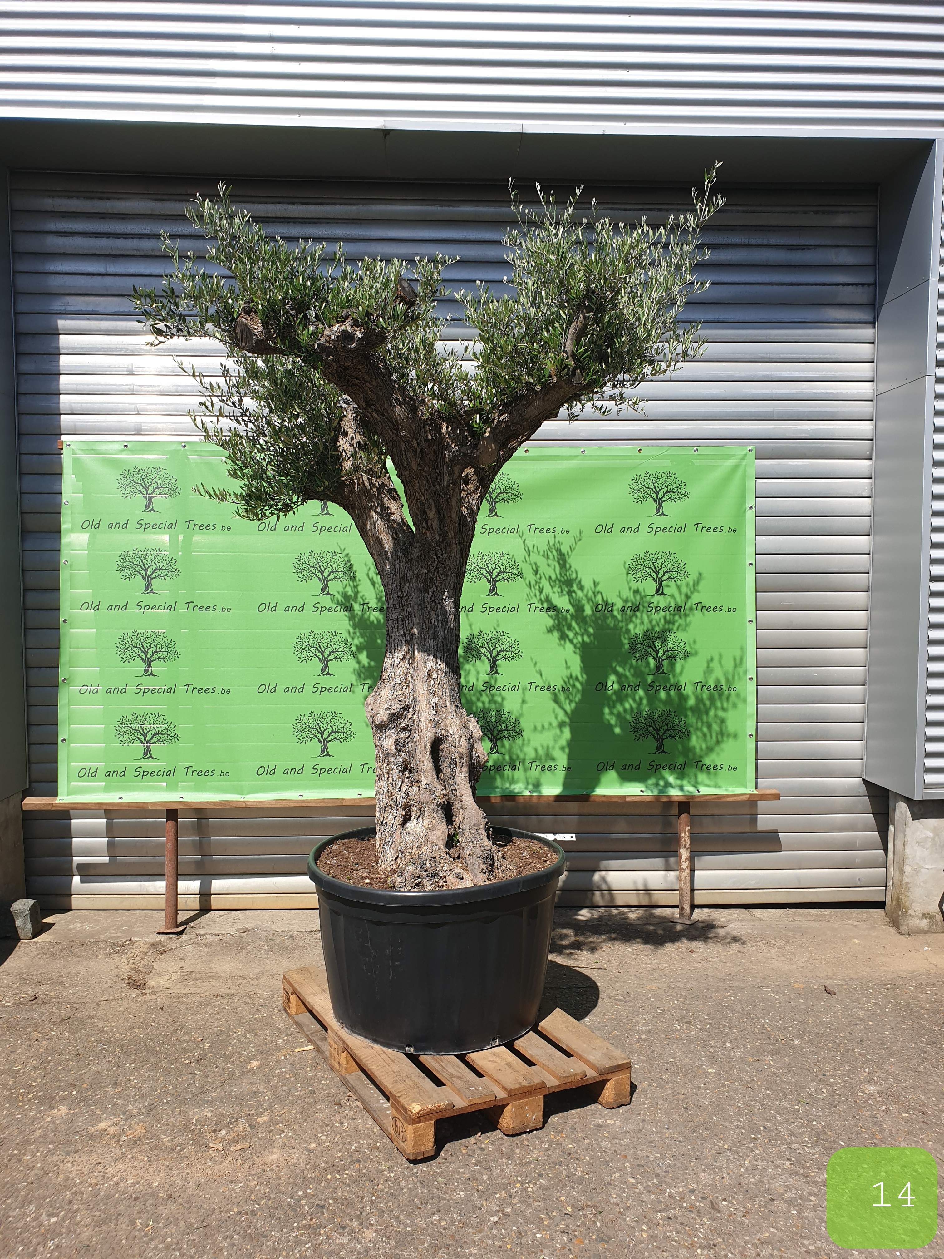 Winterharde olijfboom met garantie, olive tree for sale, koop een olijfboom, olijfboom expert, olijfboomspecialist, olijfboomexpert, olijfboomgigant,