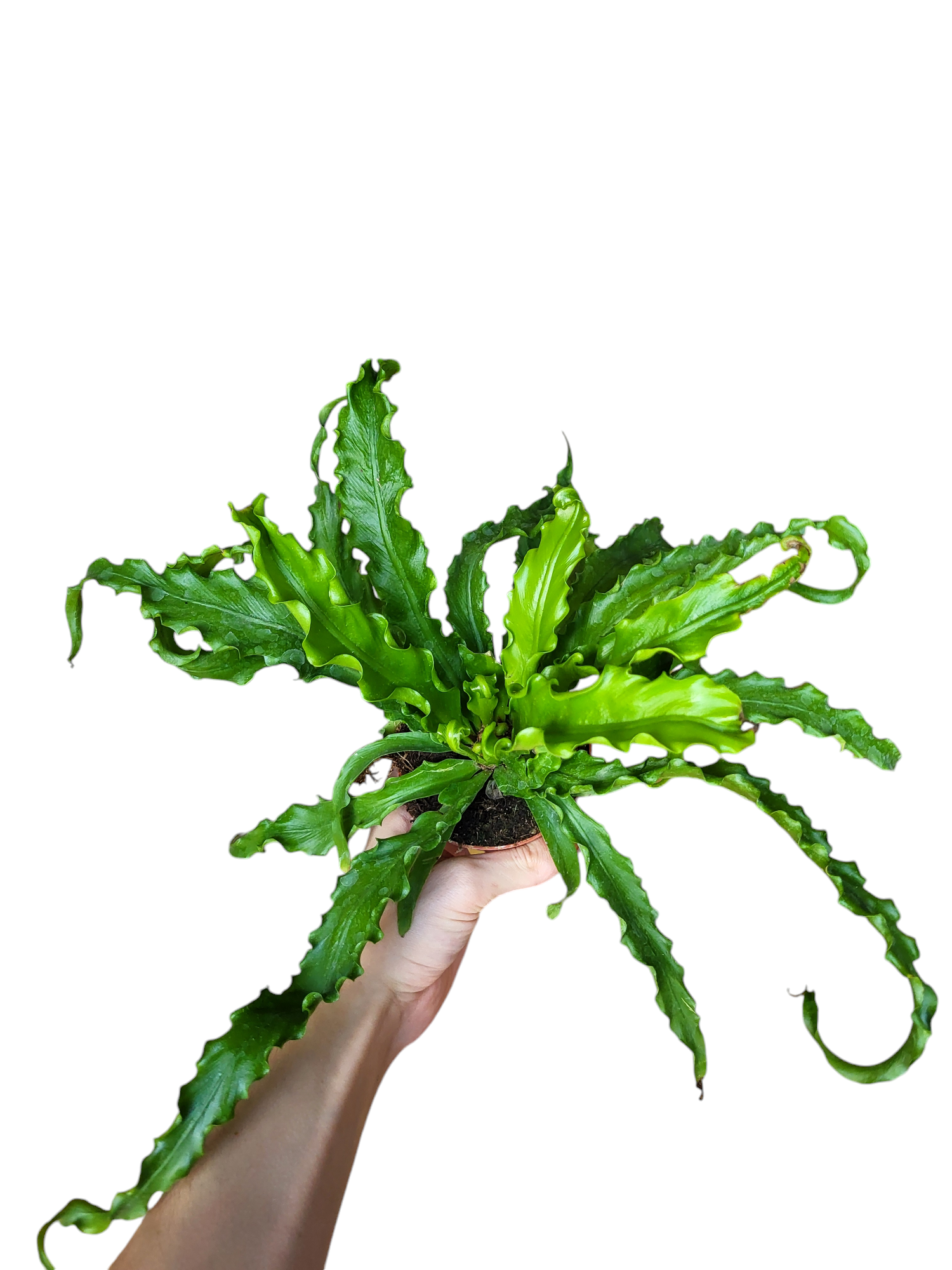 asplenium osaka