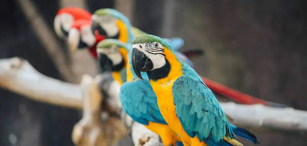 De Exotische Wereld van Vogels in Parque Ornitológico Loro Sexi in Almuñecar