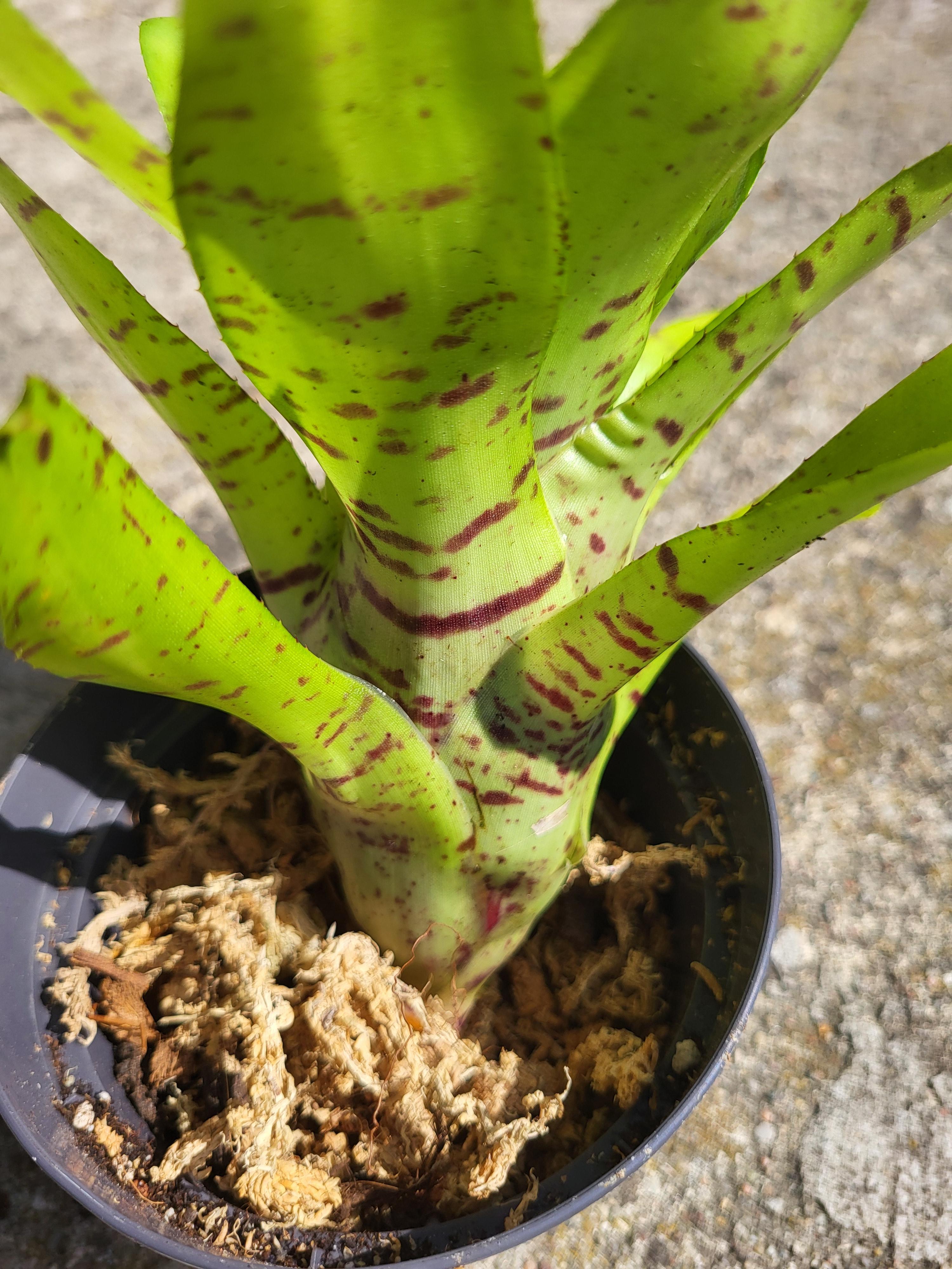 Neoregelia Tigrina hybride