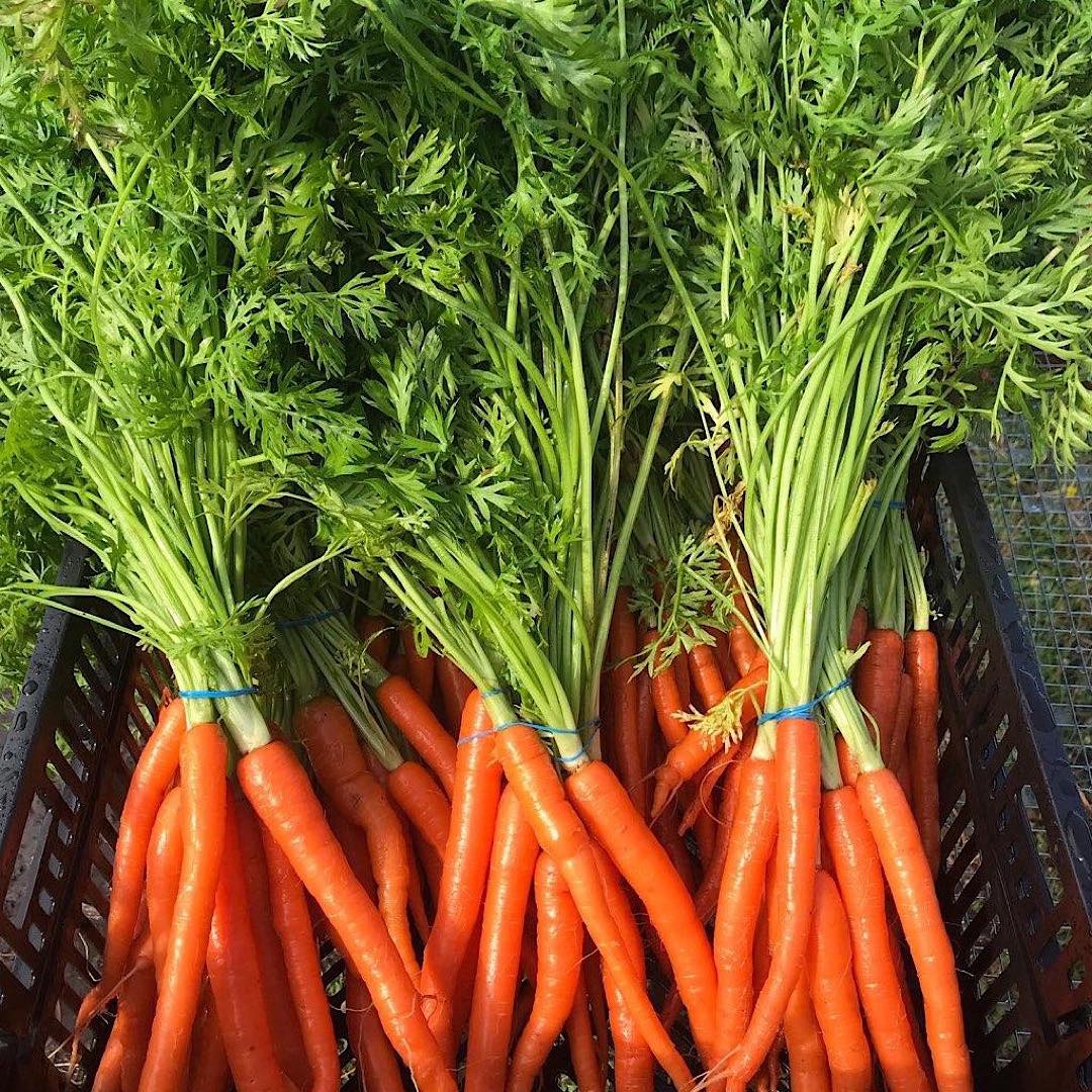 Pan Roasted Carrots with Carrot Top Salsa