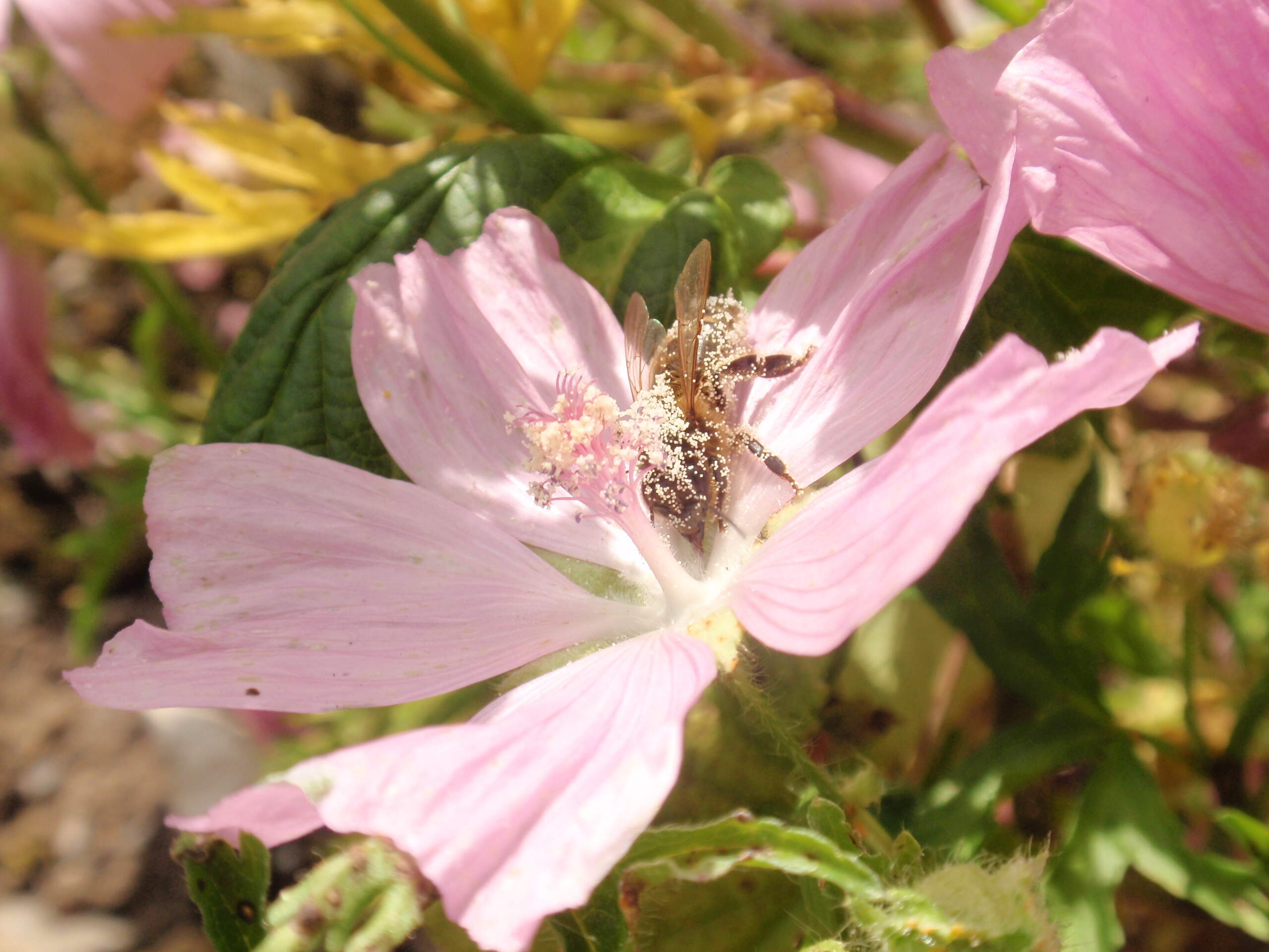 Musk and wood mallows produce a lot of white pollen