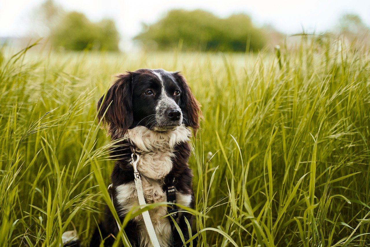 Could your pet be suffering from springtime allergies?