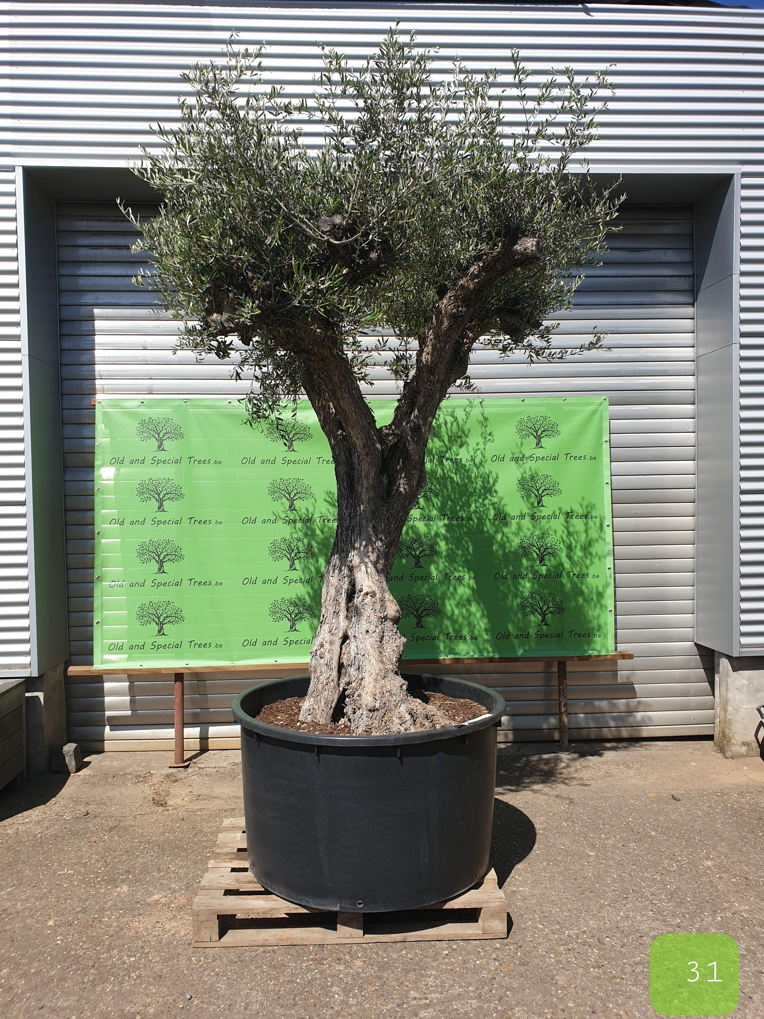 Special tree, olivos, olivo, mediterrane bomen, olijfboomexpert, olijfboom expert, olijfboomspecialist, olijfboom specialist, medipalm, palmexpert, palmboom, fincahermosa, finca hermosa,