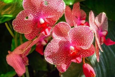 Análisis del mercado en México para orquídeas importadas