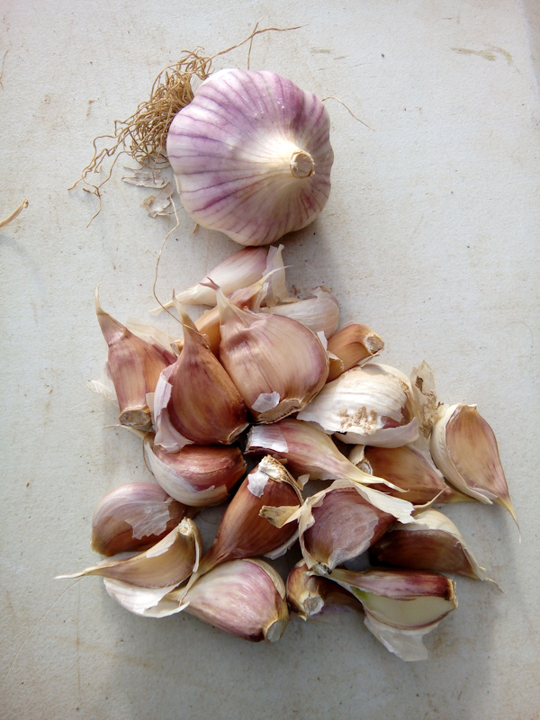 Planting Garlic - Hardneck garlic, produces flowers/scapes ideal picked early for pesto or cooking