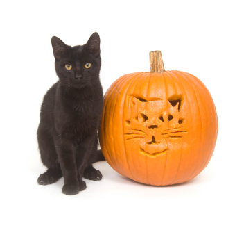Halloween Black Cat Pumpkinjpg