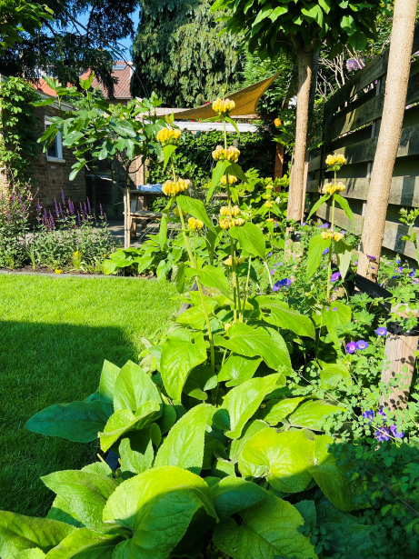 In de zonnige border, zonminnende planten.