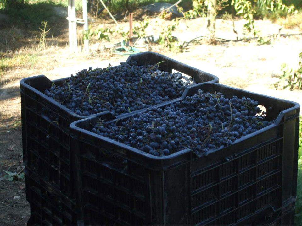 Each box contains 20 kg of grapes. Each bottle of wine contains 1.2 kg