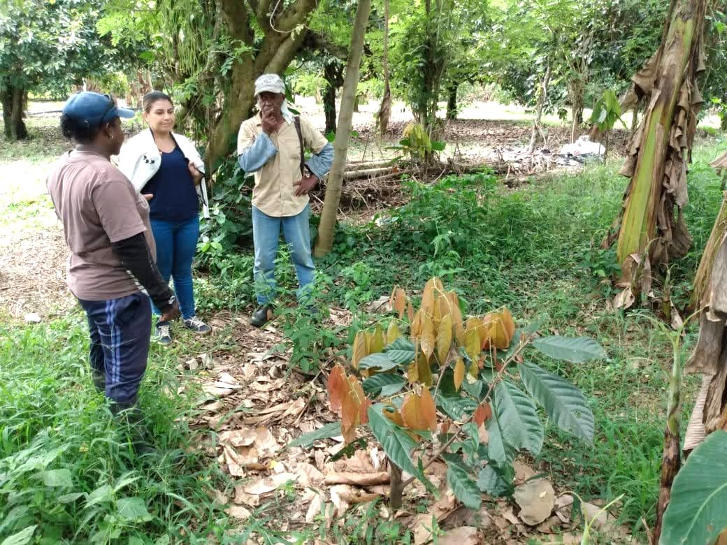 KleinbäuerInnen und Coach besprechen den Fortschritt des Wachstums der neu gepflanzten Kakaobäumchen