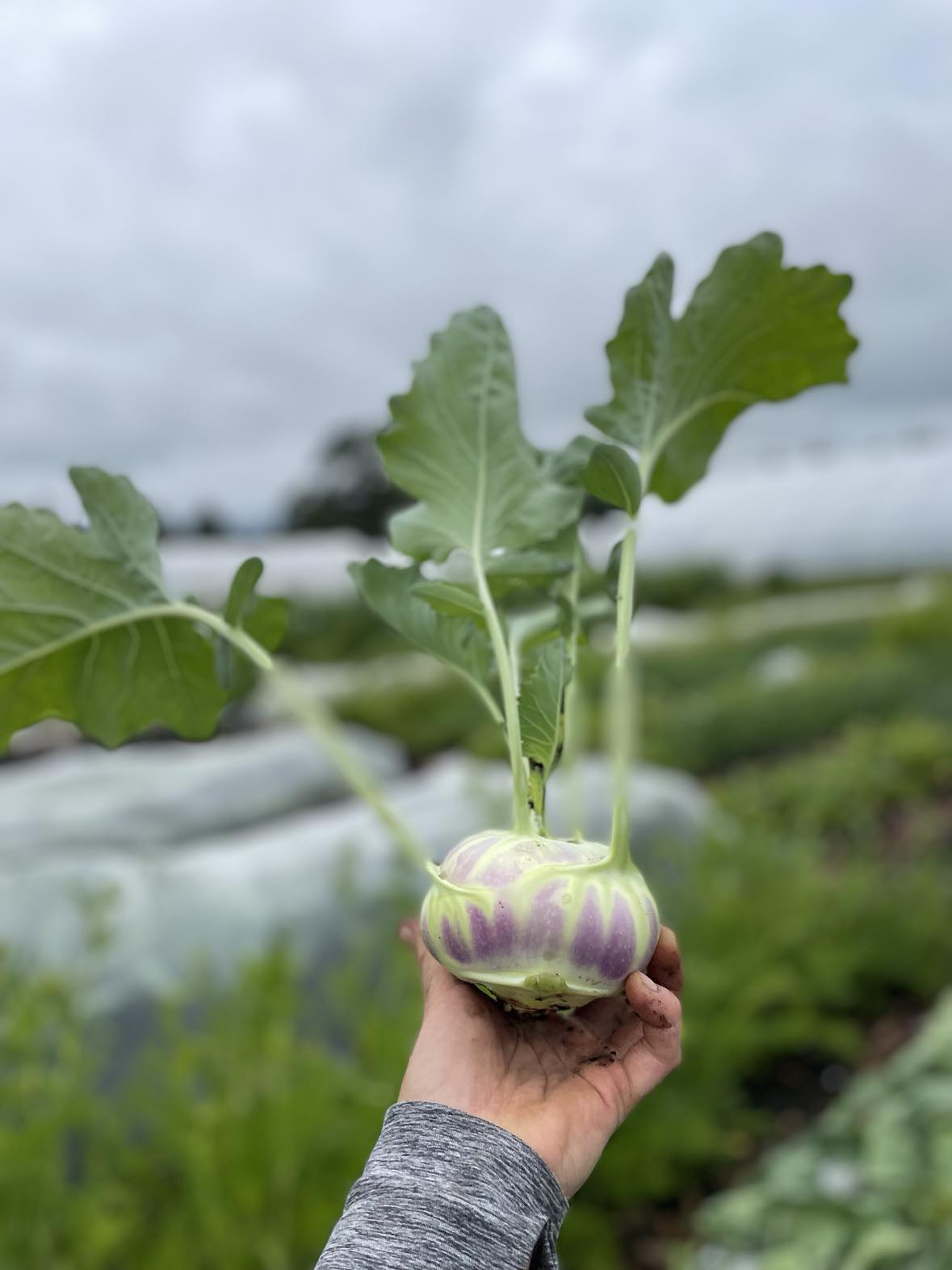 Kohlrabi and Apple Slaw