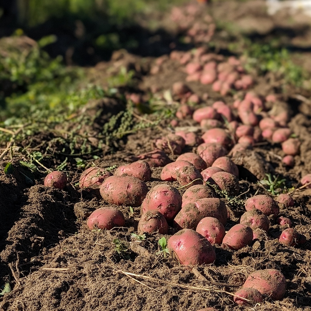 Freshly harvested organic potatoes sitting atop rich organic soil