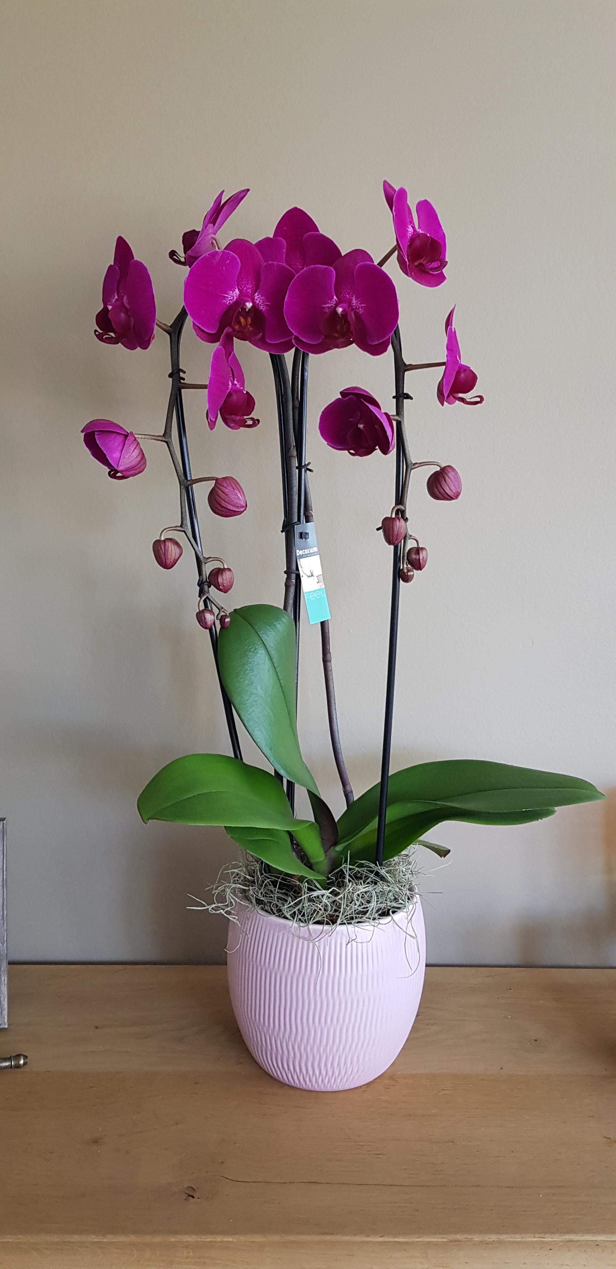 orchidee gebogen 2-tak