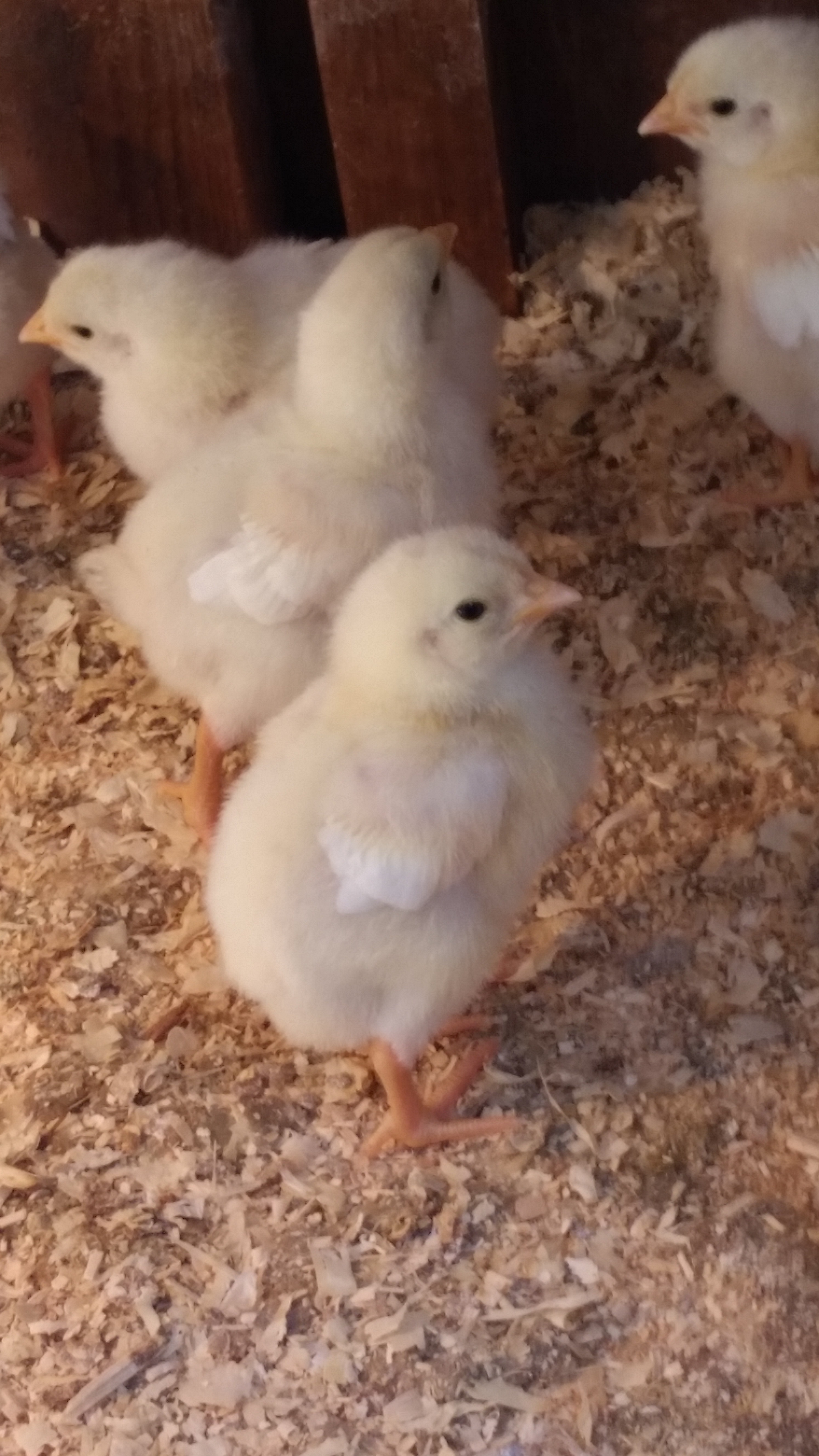 Day old chicks in Brooder