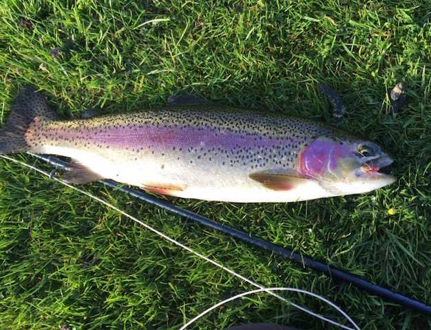 A rainbow trout caught at Glenquicken Troutmasters Fishery