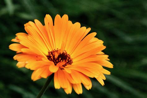 Rape Calendula - Ringelblume 5gr 10gr 20gr