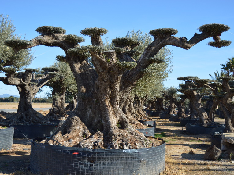 Duizendjarige olijfboom (7 ton)