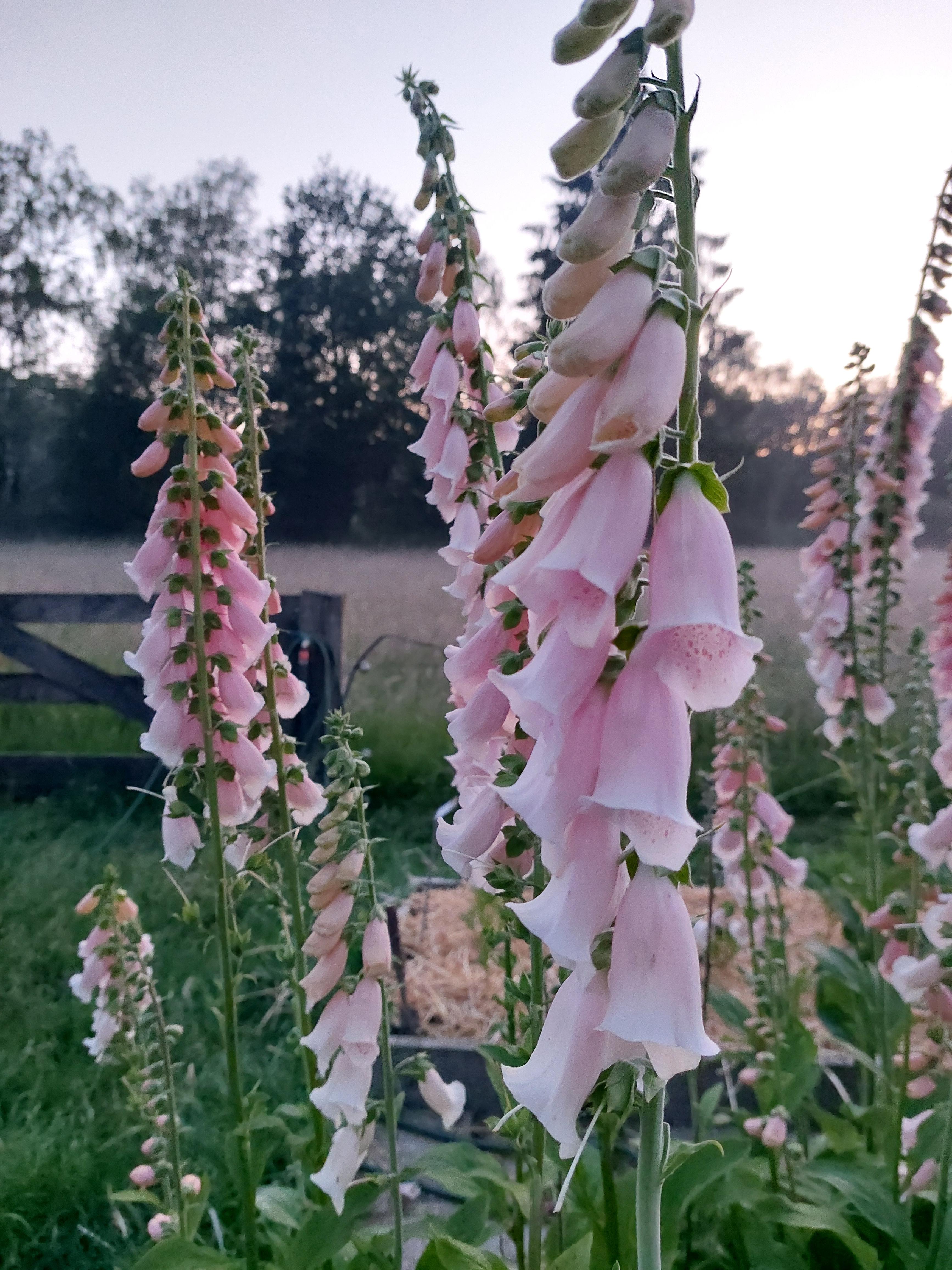 Digitalis purpurea 'Apricot Beauty' - vingerhoedskruid NIEUW