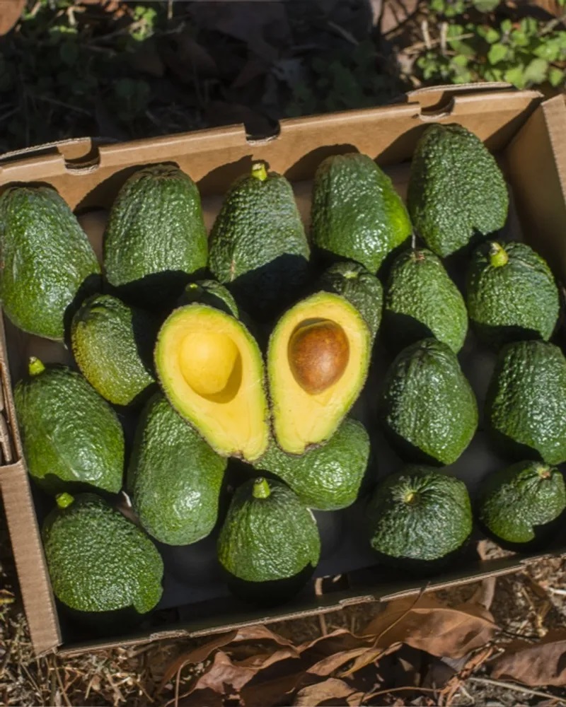Avocado's: Een Delicatesse uit Andalusië
