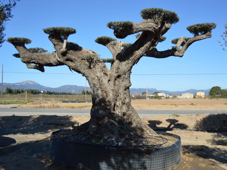 Duizendjarige olijfboom (8 ton)