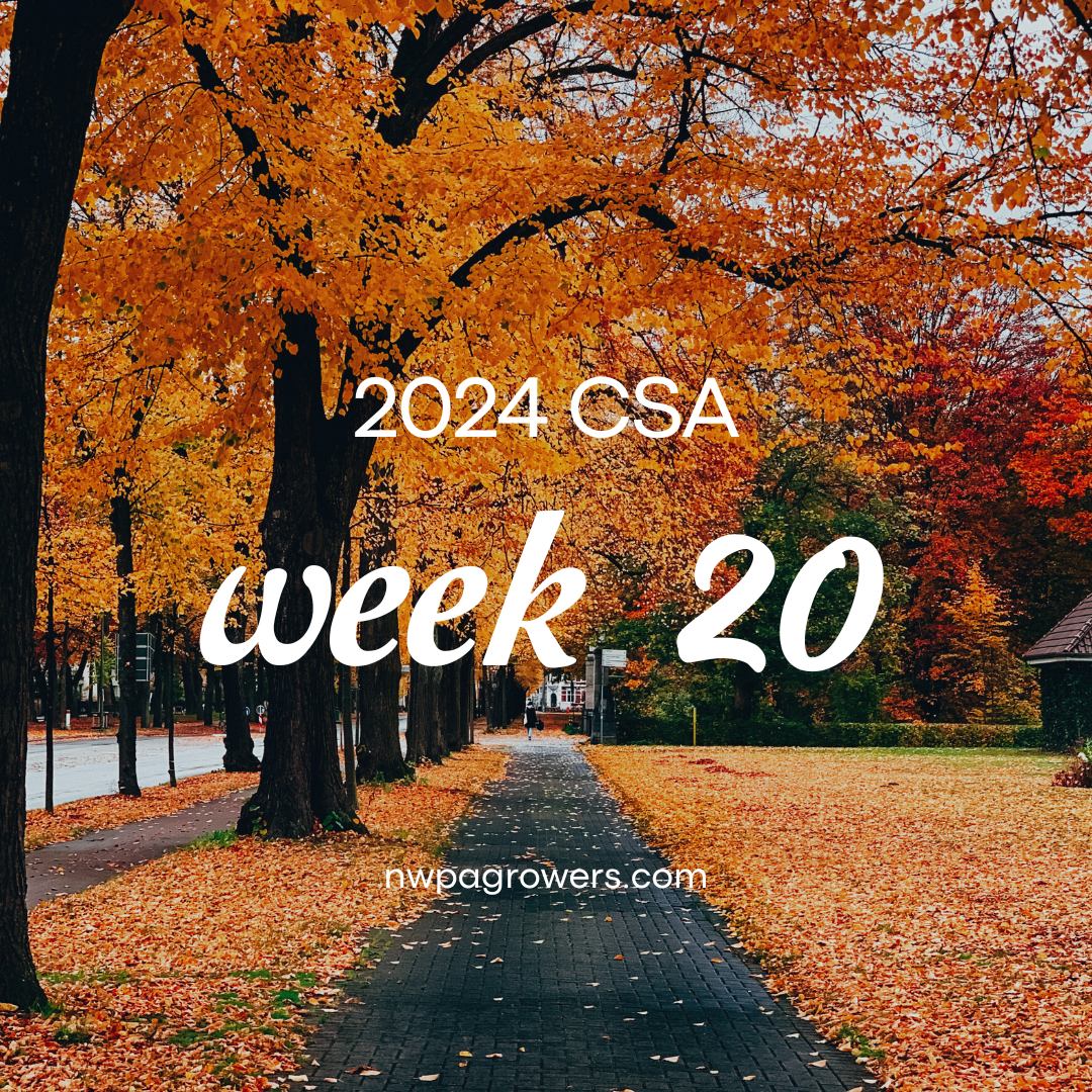 2024 CSA Week 20