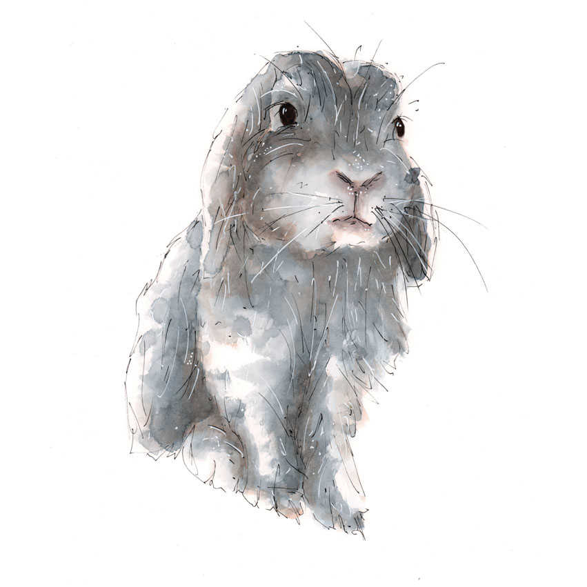 A3 Bunny Watercolour Pencil & Ink Illustration